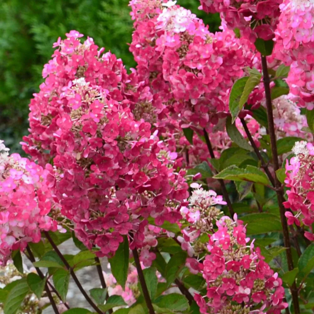 Hortensia paniculata framboisine ® 'rensam'/[-]godet - 5/20 cm